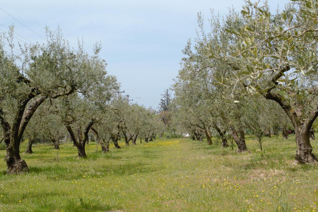 Olivemare Holidays Nea Iraklia Zewnętrze zdjęcie